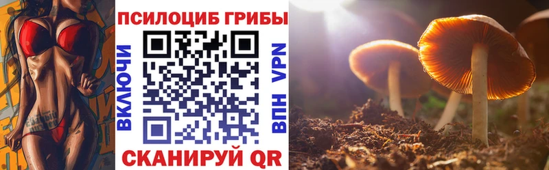 Псилоцибиновые грибы Psilocybe  Краснознаменск 